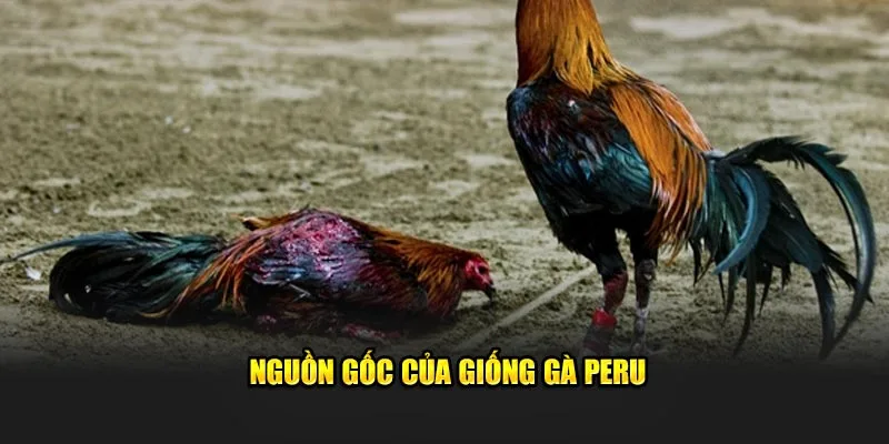 Nguồn gốc của giống gà Peru